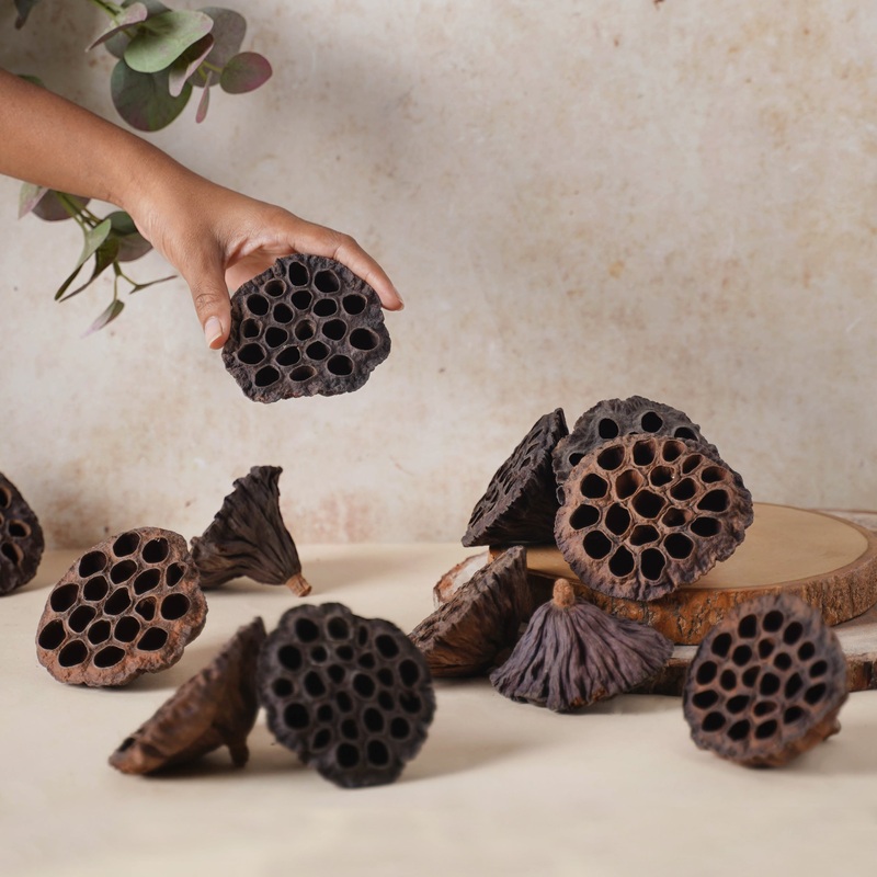 Lotus Pod