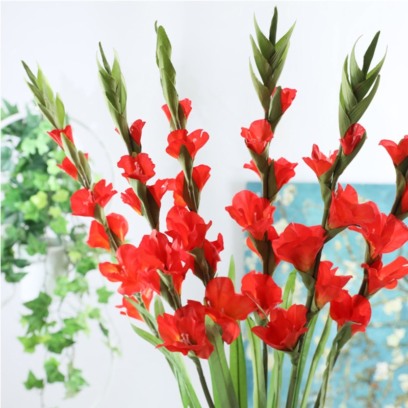 Gladiolus flower