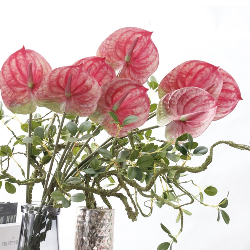 Anthurium