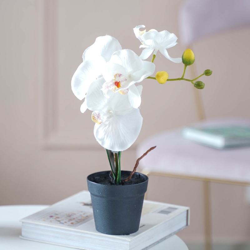 Colorful Orchid Stem
