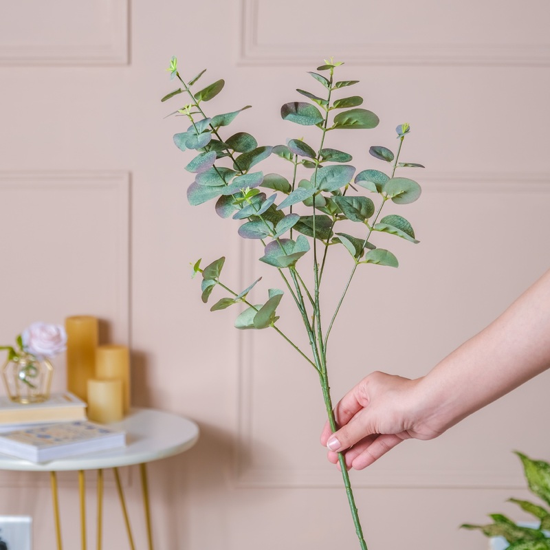 Eucalyptus Leaf Stem