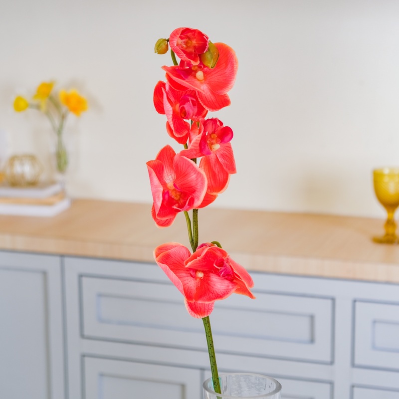 Moth Orchid Flower