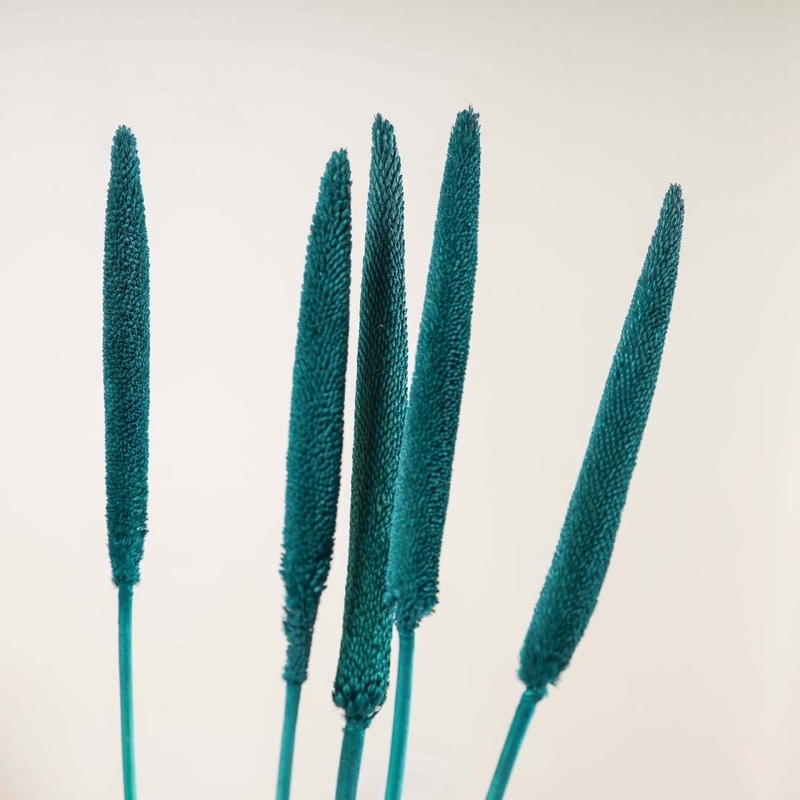 Millet Stem Green