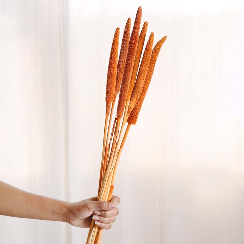 Millet Stem Orange