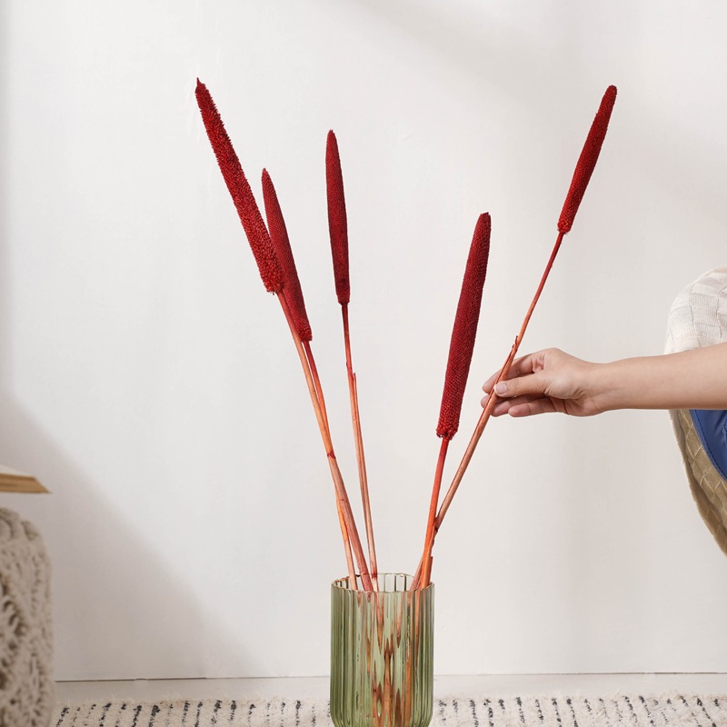 Millet Stem Red