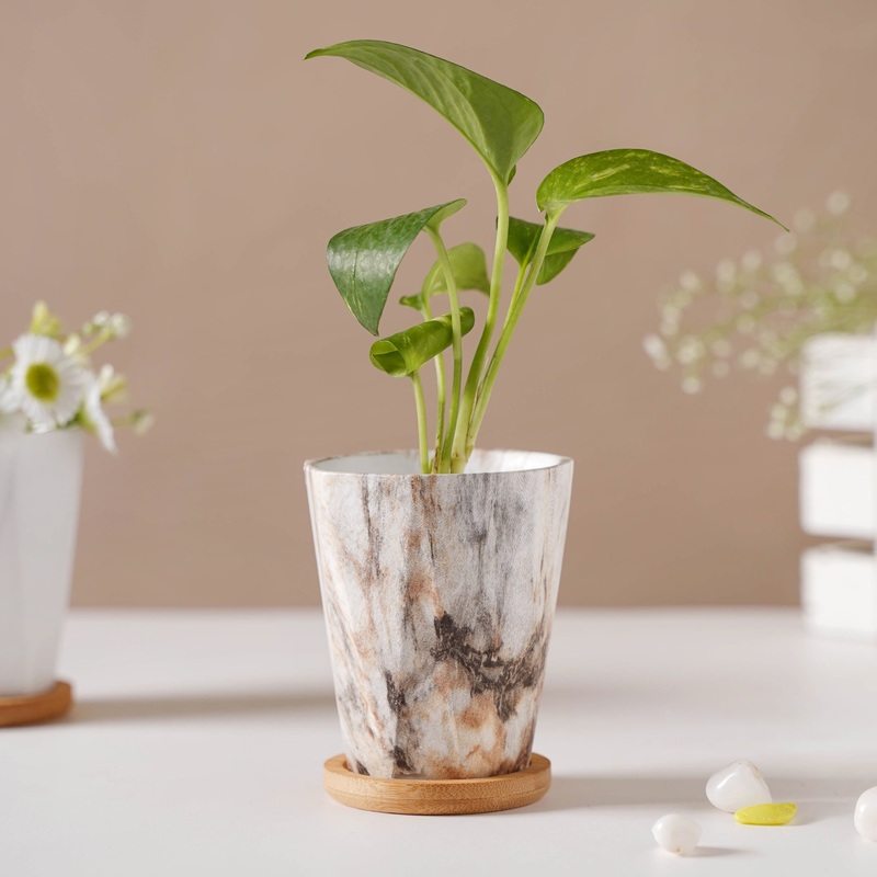 Carrara Limestone Planter With Coaster